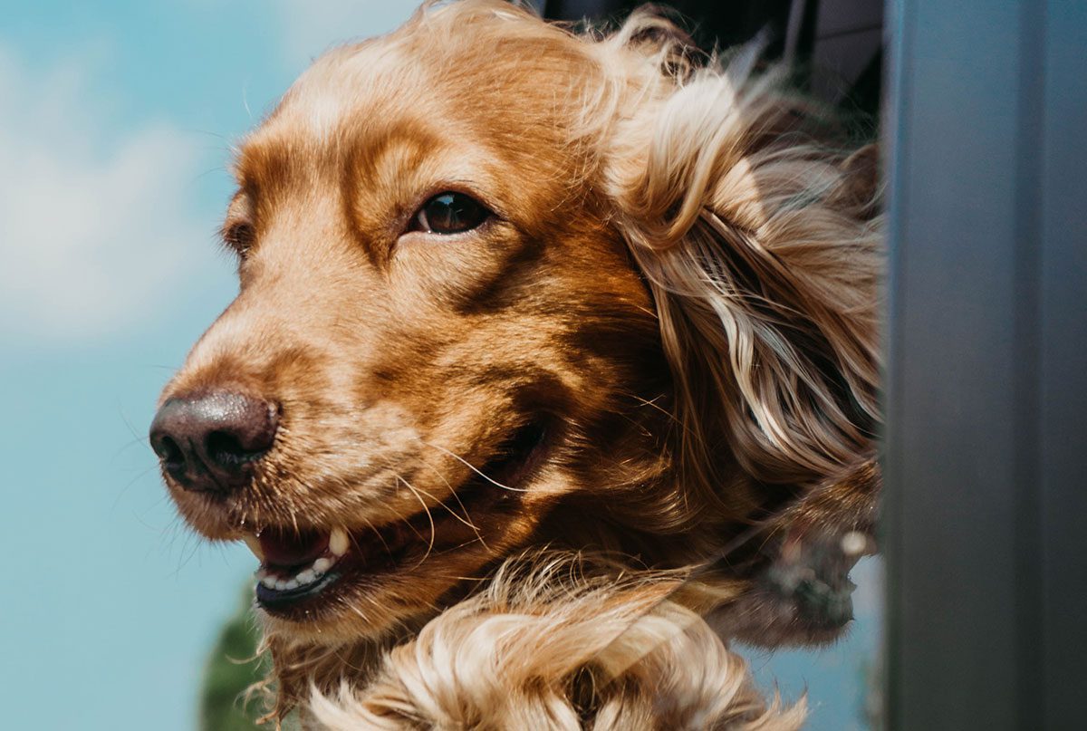 The Better India – Animal Welfare